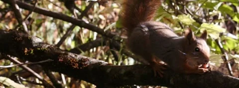 Red Squirrel Slow Motion in Norway 4 Stock Footage 141307323