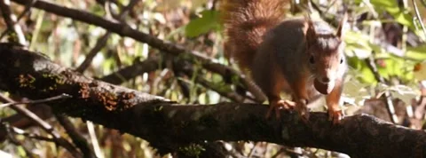 Red Squirrel Slow Motion in Norway 3 Stock Footage 141307324