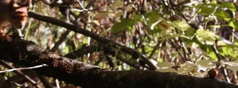 Red Squirrel Slow Motion in Norway 2 Stock Footage 141307325