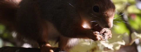 Red Squirrel Slow Motion in Norway 1 Stock Footage 141307326