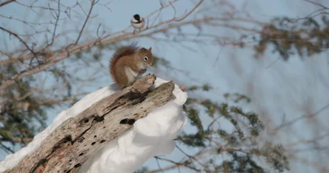 Red Squirrel on Snag and Chickadee Bird in Winter Snow in Minnesota Stock Footage 245522357