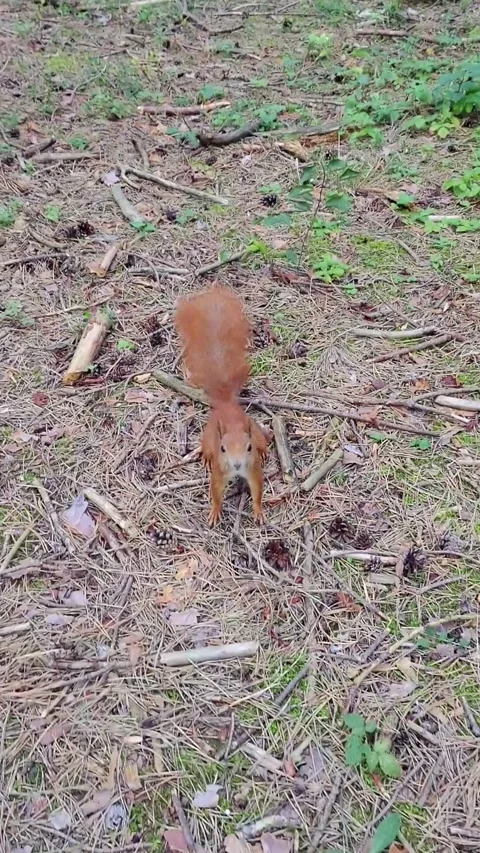 Red squirrel sniffing ground in forest close-up Stockbeeldmateriaal 314059314