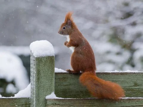 Red squirrel in snow Stock Photos