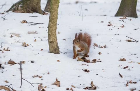 Red squirrel on the snow Stockfoto's