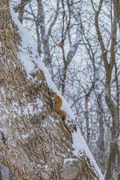 Red Squirrel On Snowy Tree Fotos de archivo