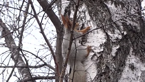 A red squirrel in a spring park Stock Footage 306514051