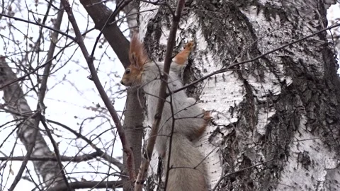 A red squirrel in a spring park Stock Footage 306514060