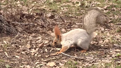 A red squirrel in a spring park Stock Footage 306514084