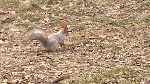 A red squirrel in a spring park Stock Footage 306514101