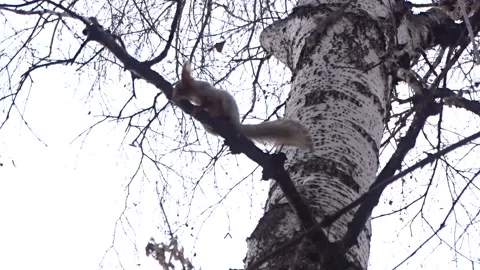A red squirrel in a spring park Stock Footage 306514106