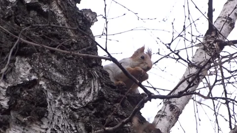 A red squirrel in a spring park Stock Footage 306514112
