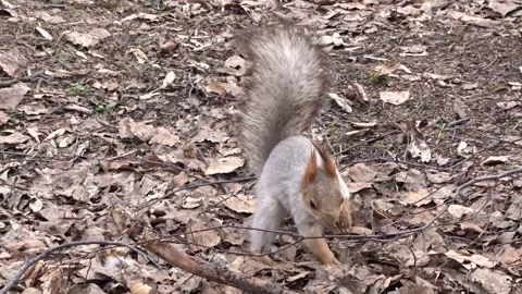 A red squirrel in a spring park Stock Footage 306514126