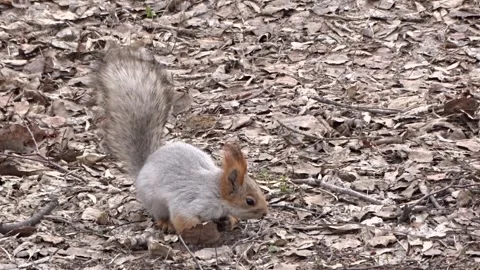 A red squirrel in a spring park Stock Footage 306514141