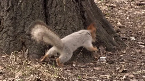 A red squirrel in a spring park Stock Footage 306514191