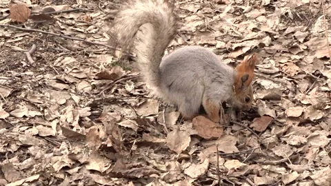 A red squirrel in a spring park Stock Footage 306514211