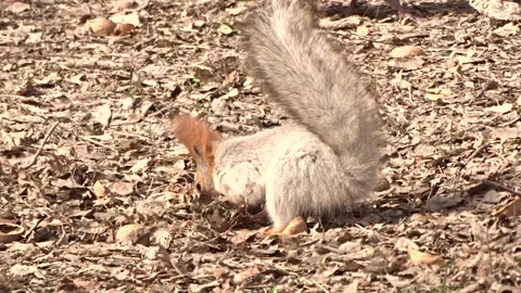 A red squirrel in a spring park Stock Footage 306516245