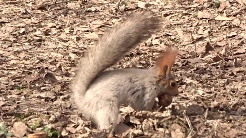 A red squirrel in a spring park Stock Footage 306516246