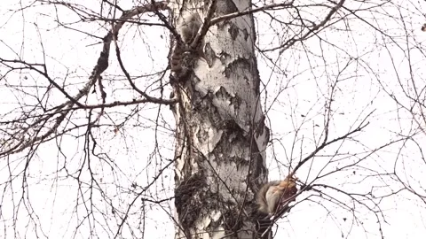 A red squirrel in a spring park Stock Footage 306516256