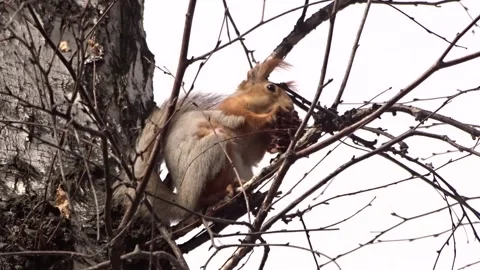 A red squirrel in a spring park Stock Footage 306516265