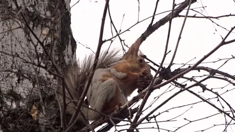 A red squirrel in a spring park Stock Footage 306516269