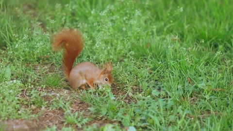 Red squirrel in spring park looking for something to eat Stock Footage 321391723