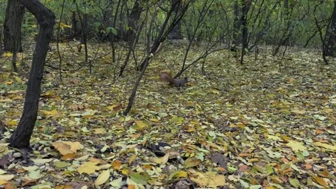 Red squirrel. Squirrel in the autumn forest. Vídeos de archivo 259383002