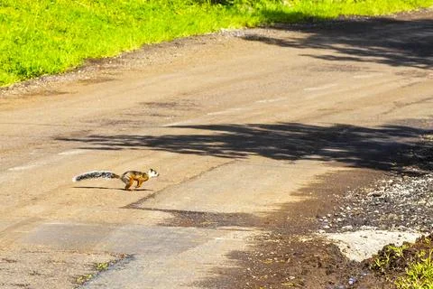 Red squirrel squirrels runs and jumps around i Costa Rica. Stock Photos