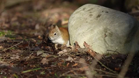 Red Squirrel Standing Alert Near Rock Vídeo Stock 335880507