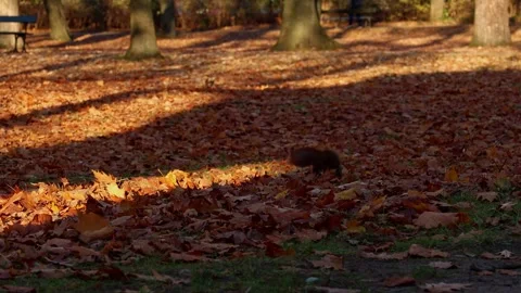 Red squirrel standing among fallen leaves and looking around in autumn forest, p Stock Footage 320740981