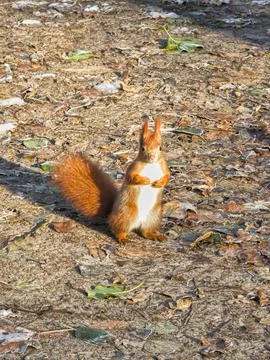 Red squirrel standing on forest path in autumn sunlight Stock Photos