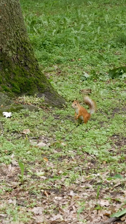 Red Squirrel Standing On Grass Near Tree Vertical Stock Footage 340234622