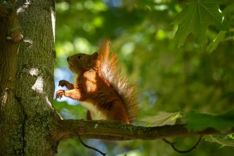 Red squirrel standing on maple tree branch in summer park for wildlife concep Stock Photos