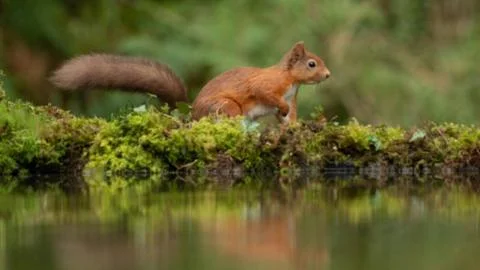Red Squirrel Standing on Mossy Log by Water Stock Photos