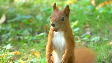 Red squirrel standing with a nut in 4k slow motion 60fps Stock Footage 104481902