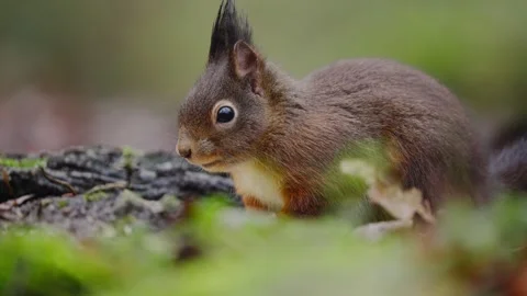 Red squirrel standing still on moss tail down side view showing full profile Vidéo 318946993