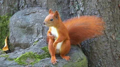 Red squirrel standing on the tree stamp in 4k slow motion 60fps Video stock 114004640