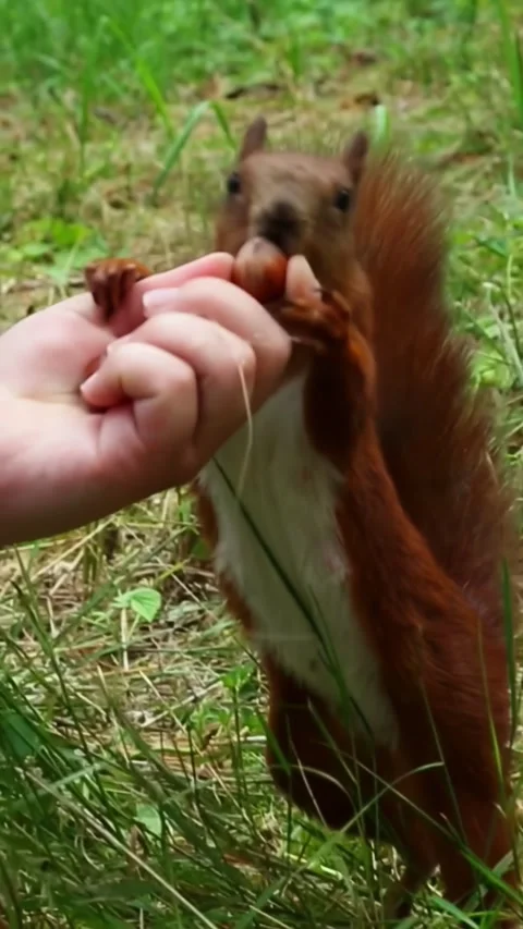 Red squirrel standing upright accepting treats from human hand Video stock 314058684