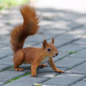 Red squirrel stands alert on paved stones Stock Photos