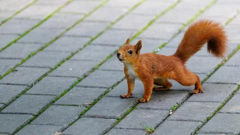 Red squirrel stands alert on paved stones Stock Photos