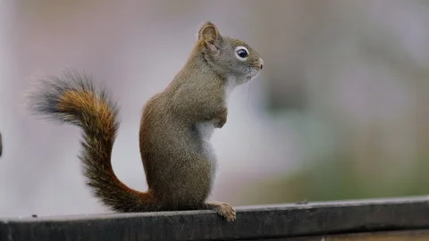 Red squirrel stands on fence, facing right, 2k Stock Footage 168785574