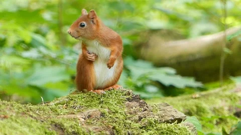 Red squirrel stands on a log in the forest and explores the surroundings. Stock Footage 277853928