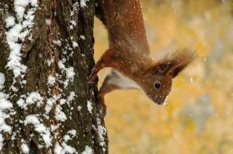 A red squirrel stands on a tree in the snow. Stock Photos