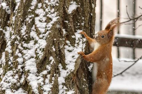 A red squirrel stands on a tree in the snow. Stock Photos