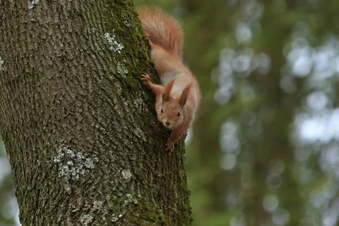 Red Squirrel Stares from a Tree Stockfoto's
