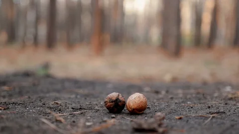 Red squirrel stocks up nuts for the winter Vídeos de archivo 121794980