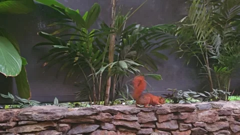 Red Squirrel on a Stone Wall in a Lush Garden Stock Footage 283595168