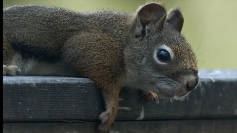 Red squirrel stretched on hot summer day, cu, 4k Stock-Footage 279952583