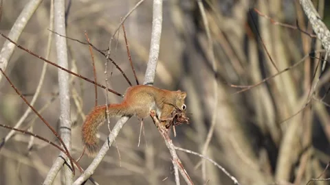 Red Squirrel Stripping Bark from Tree Branch in Forest Stock Footage 336334035