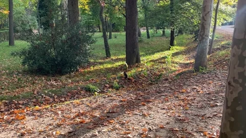 Red squirrel strolling through the gardens 스톡 동영상 301684189