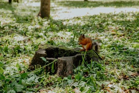 Red squirrel on a stump in the park Stock Photos